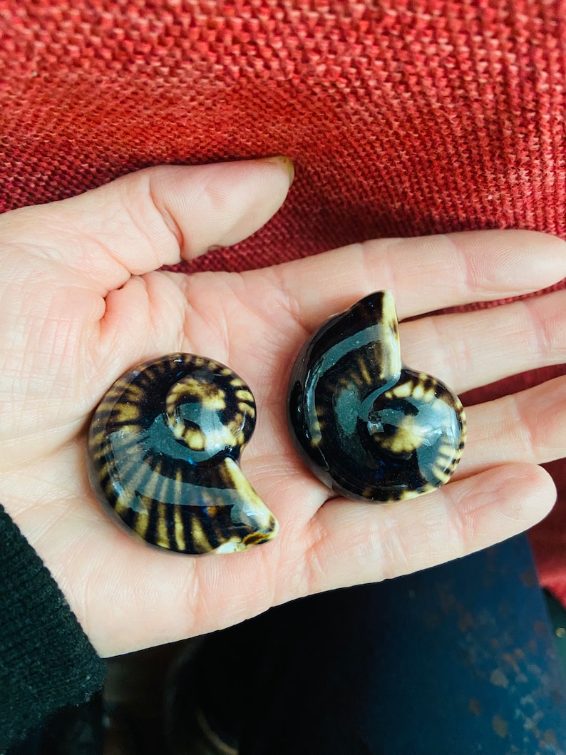 Statement Brown Sand Focal Shell Beads/center Piece Conch Porcelain ...