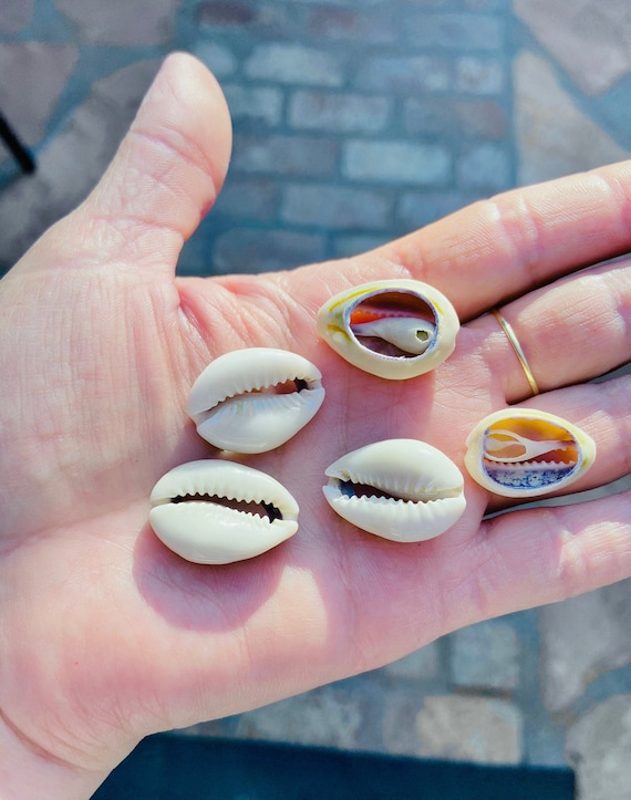 60 Perline Di Conchiglia Ciprea Tinte 6 Colori – Non Forate, 18-22mm, Per Gioielli Fai Da Te E Decorazioni Spiaggia - 3