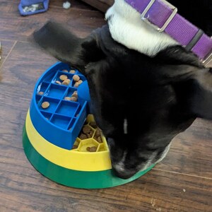 May include: A black and white dog eating from a colorful slow feeder bowl. The bowl is blue, yellow, and green, designed to slow down eating. The dog wears a purple collar. Dog food is visible in the bowl.