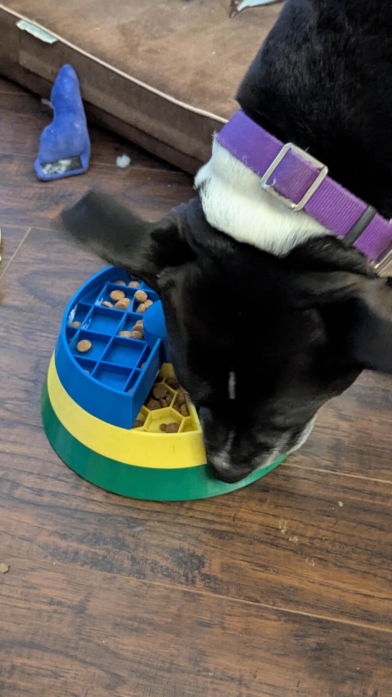 May include: A black and white dog eating from a colorful slow feeder bowl. The bowl is blue, yellow, and green, designed to slow down eating. The dog wears a purple collar. Dog food is visible in the bowl.