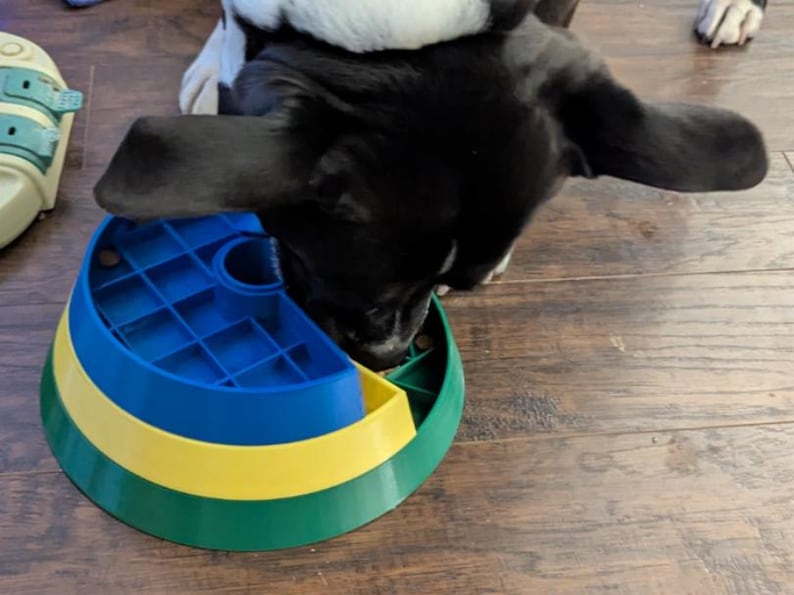 May include: A black and white dog eating from a colorful puzzle feeder. The feeder has blue, yellow, and green sections. The dog's head is over the feeder, with its ears flopped down. The feeder is on a wooden floor.