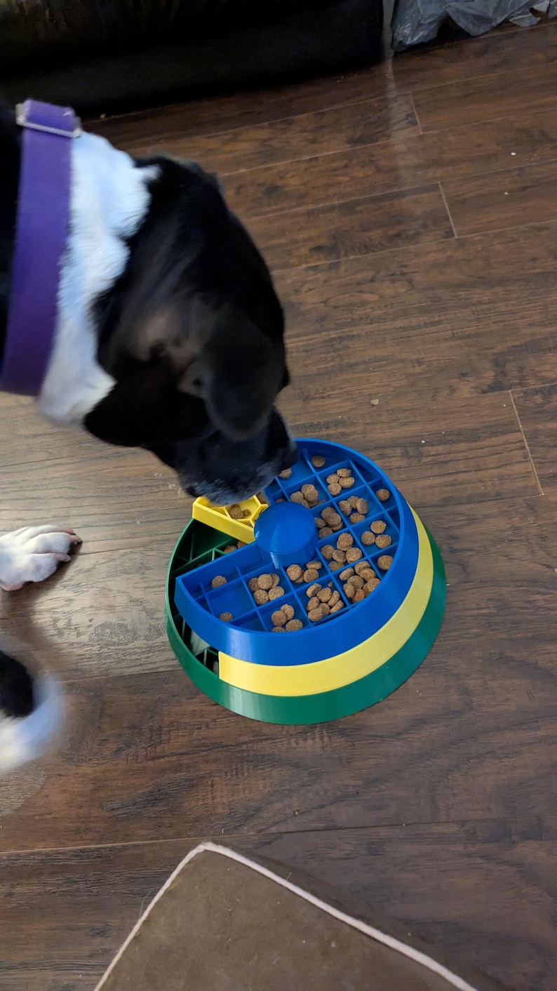 May include: A dog interacting with a colorful puzzle feeder. The feeder is a combination of blue, yellow, and green, filled with dog food. The dog, with black and white fur and a purple collar, is focused on the feeder.