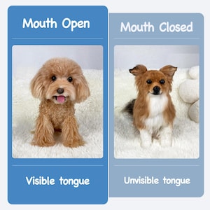 Open Mouth Service