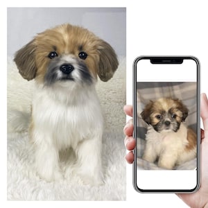 Custom Life Like Dog Plushie Clone