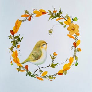 Illustration de Sanhua -Zosterops japonicus