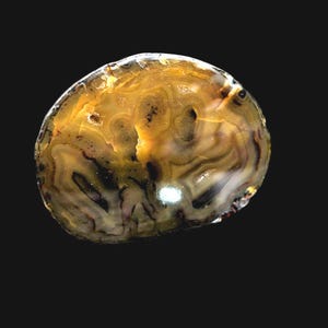 Mirror Polished Brazilian Agate Slice: Banded Crystal Display
