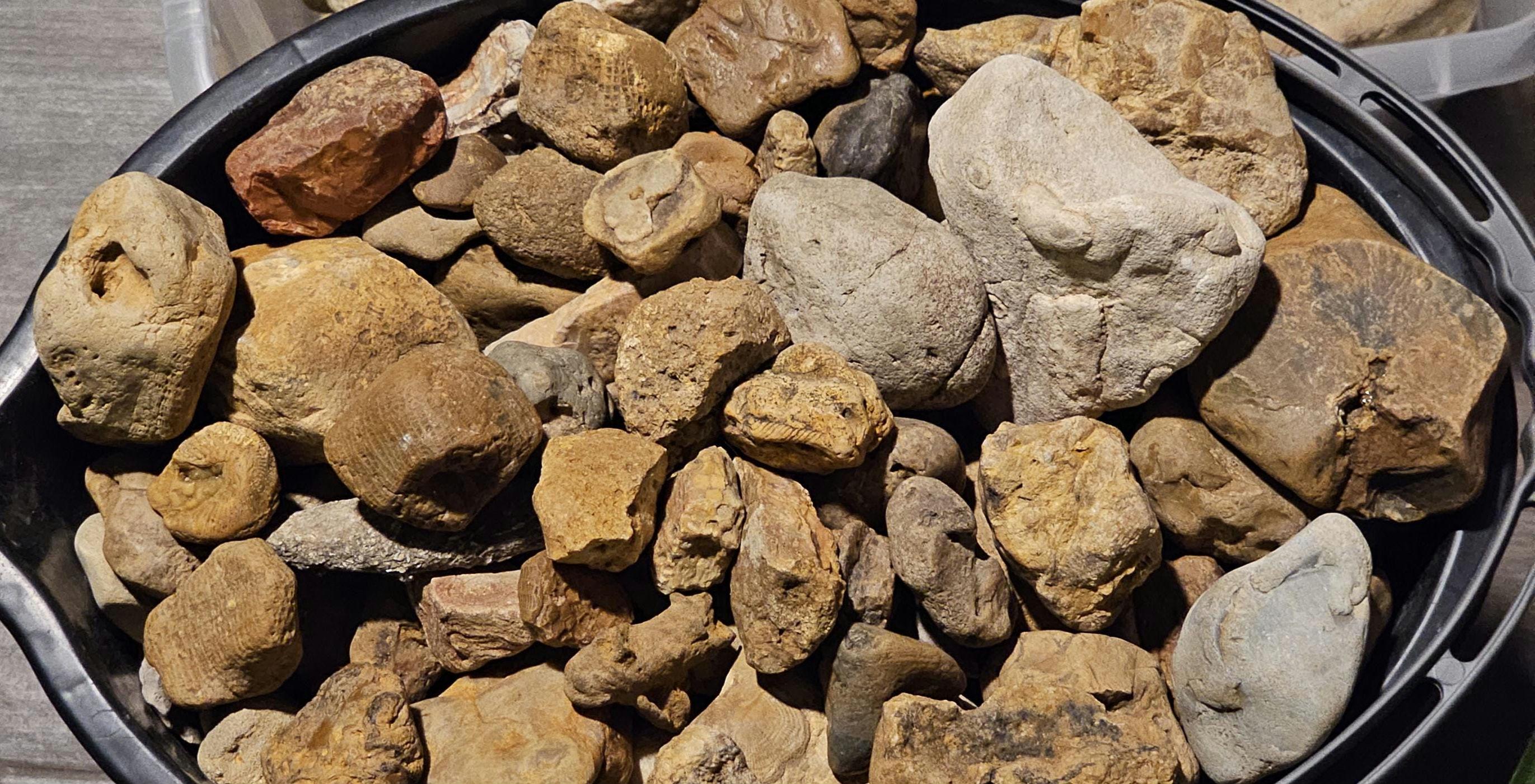 Mississippi Valley Chert Fossil Gravel | Corals, Crinoids