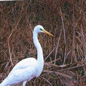Great Egret Wall Art, Wading Bird Wall Art, White Great Egret, Snowy Egret