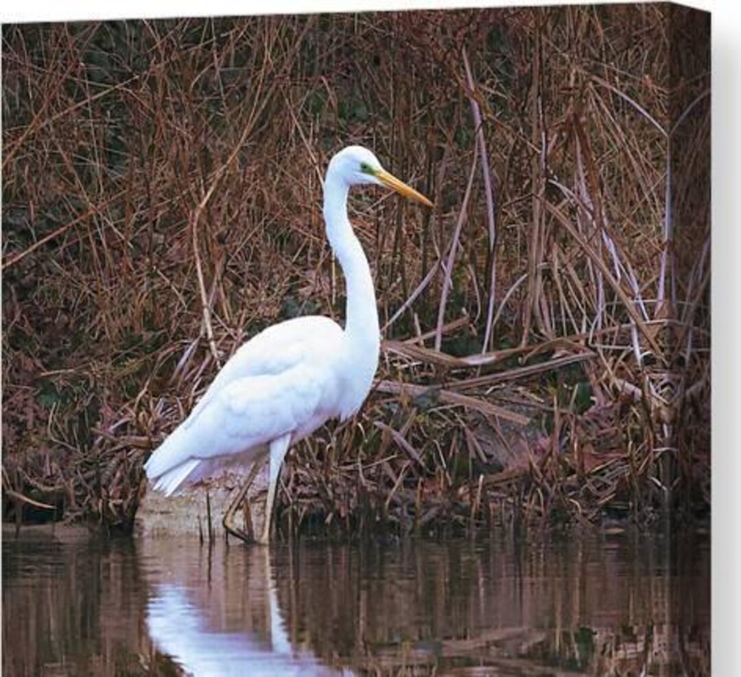 Great Egret Wall Art, Wading Bird Wall Art, White Great Egret, Snowy ...