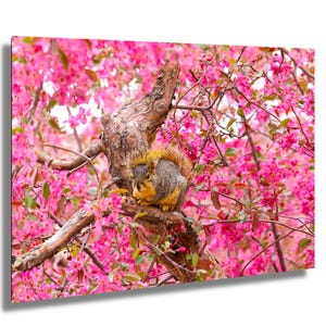 Puede incluir: Una ardilla se sienta en una rama de un &aacute;rbol con flores rosadas. La ardilla es marr&oacute;n y gris con una cola tupida.