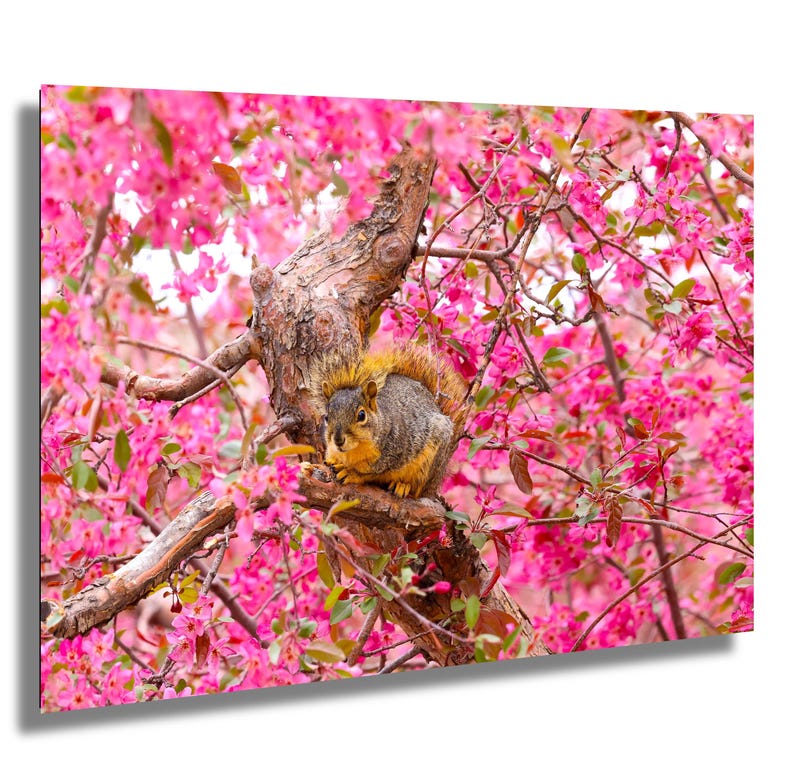 Puede incluir: Una ardilla se sienta en una rama de un &aacute;rbol con flores rosadas. La ardilla es marr&oacute;n y gris con una cola tupida.