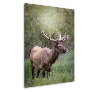 Elk Wall Art, Colorado Elk Art, Rocky Mountain National Park Wall Art, Elk with Antler Art, Colorado Housewarming Gift, Bull Elk Canvas
