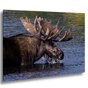 Cabin Bull Moose Canvas, Bull Moose Frank the Tank Art, RMNP Bull Moose Canvas, Moose Framed Art