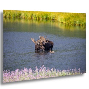 Cabin Bull Moose Canvas, Bull Moose Frank the Tank Art, RMNP Bull Moose Canvas, Moose Framed Art