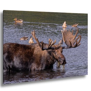 Cabin Bull Moose Canvas, Bull Moose Frank the Tank Art, RMNP Bull Moose Canvas, Moose Framed Art