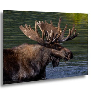 Cabin Bull Moose Canvas, Bull Moose Frank the Tank Art, RMNP Bull Moose Canvas, Moose Framed Art