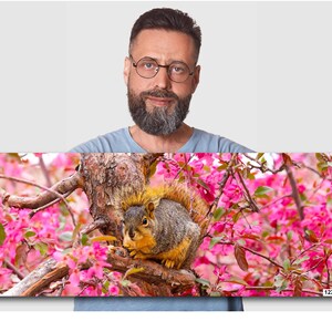 Puede incluir: Primer plano de una ardilla sentada en una rama de &aacute;rbol con flores rosas. La ardilla es marr&oacute;n y gris con una cola tupida. La rama del &aacute;rbol est&aacute; cubierta de flores rosas.