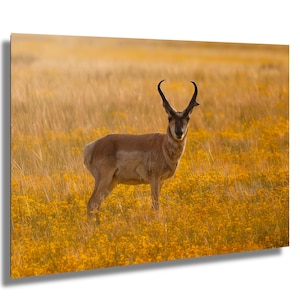 Antelope in Wildflowers Wall Art, Antelope Photography, Antelope Photography Canvas, Antelope in Sunflowers Photography Wall Art