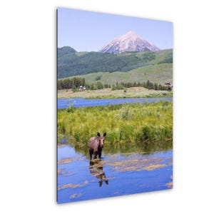 Moose Canvas, Moose in water Wall Art, Crested Butte Moose wall art, Moose Photograph, Moose Wall Decor, Colorado Wildlife Canvas