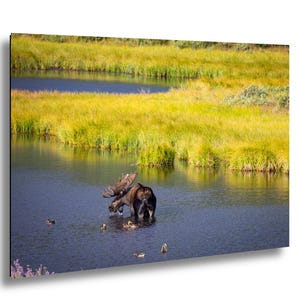 Cabin Bull Moose Canvas, Bull Moose Frank the Tank Art, RMNP Bull Moose Canvas, Moose Framed Art