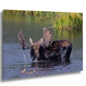 Cabin Bull Moose Canvas, Bull Moose Frank the Tank Art, RMNP Bull Moose Canvas, Moose Framed Art