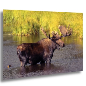 Cabin Bull Moose Canvas, Bull Moose Frank the Tank Art, RMNP Bull Moose Canvas, Moose Framed Art