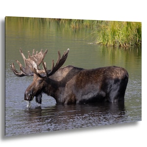 Cabin Bull Moose Canvas, Bull Moose Frank the Tank Art, RMNP Bull Moose Canvas, Moose Framed Art