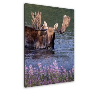 Bull Moose Canvas, Bull Moose Frank the Tank Art, RMNP Bull Moose Canvas, Moose Framed Art