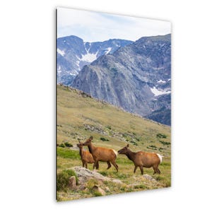 Elk Wall Art, Colorado Elk Art, Rocky Mountain National Park Wall Art, Elk with Antler Art, Colorado Housewarming Gift