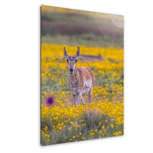 Antelope in Wildflowers Wall Art, Antelope Photography, Antelope Photography Canvas, Antelope in Sunflowers Photography Wall Art