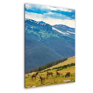 Elk Wall Art, Colorado Elk Art, Rocky Mountain National Park Wall Art, Elk with Antler Art, Colorado Housewarming Gift
