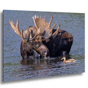 Cabin Bull Moose Canvas, Bull Moose Frank the Tank Art, RMNP Bull Moose Canvas, Moose Framed Art