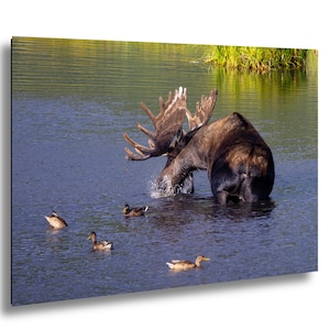 Cabin Bull Moose Canvas, Bull Moose Frank the Tank Art, RMNP Bull Moose Canvas, Moose Framed Art