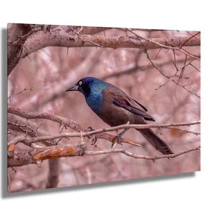 American Grackle Wall Art, Blue Bird,Grackle Wall Art, Bird Wall Art, Bird Canvas
