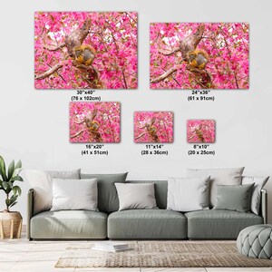 Puede incluir: Una ardilla se sienta en una rama de un &aacute;rbol con flores rosadas. La ardilla es marr&oacute;n y gris con una cola tupida. El &aacute;rbol est&aacute; en plena floraci&oacute;n con flores rosas.