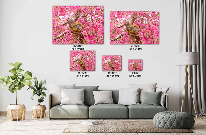 Puede incluir: Una ardilla se sienta en una rama de un &aacute;rbol con flores rosadas. La ardilla es marr&oacute;n y gris con una cola tupida. El &aacute;rbol est&aacute; en plena floraci&oacute;n con flores rosas.