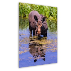 Moose Canvas, Moose in water Wall Art, Crested Butte Moose wall art, Moose Photograph, Moose Wall Decor, Colorado Wildlife Canvas,