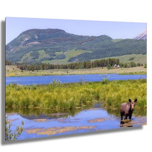 Moose Canvas, Moose in water Wall Art, Crested Butte Moose wall art, Moose Photograph, Moose Wall Decor, Colorado Wildlife Canvas