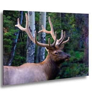 Elk Wall Art, Colorado Elk Art, Rocky Mountain National Park Wall Art, Elk with Antler Art, Colorado Housewarming Gift, Bull Elk Canvas