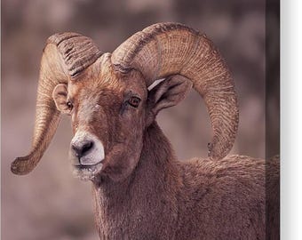 Colorado Big Horn Sheep Wall Art, Wilflife Wall Art, Big Horn Garden of the Gods Wall Art