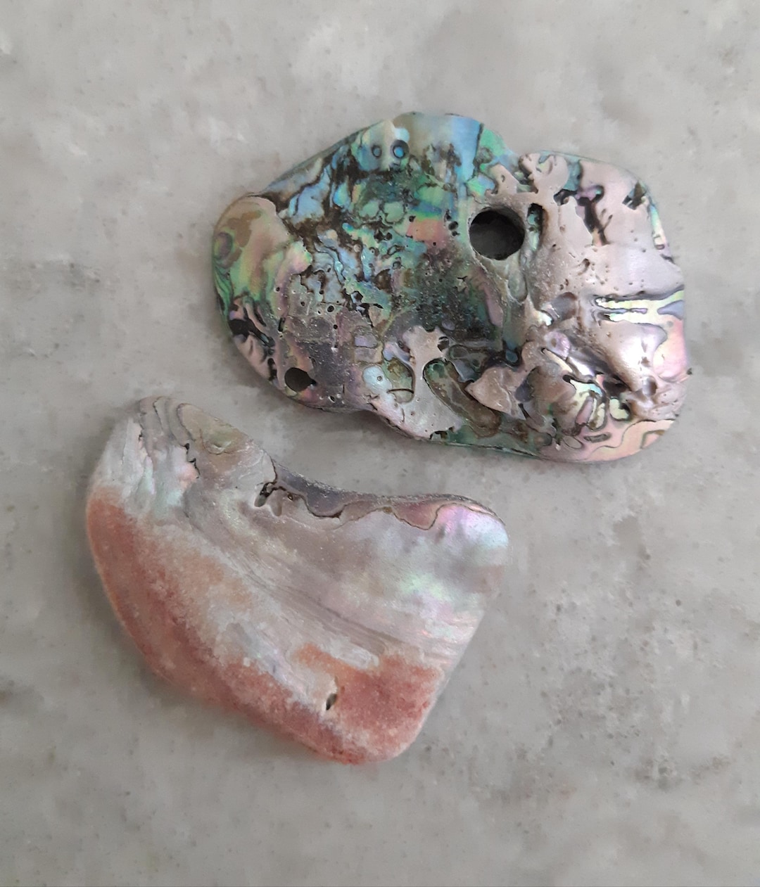 Natural Unpolished Abalone Shells Found on Northern California Coast ...