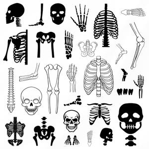 Menschliches Skelett Knochen SVG-Bundle, menschliche Knochen Clipart für Cricut, menschliche Skelett Silhouette, Wirbelsäule Aufkleber, Knochen geschnitten Dateien.