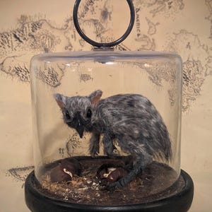 May include: A small, grey, furry creature with large eyes is preserved in a glass dome with a black wooden base. The creature is surrounded by small, brown objects that resemble nuts.