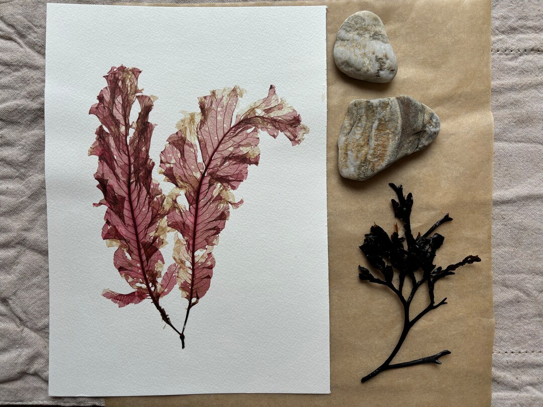 Red Algae Dulse Original A4 Print Handpicked and Hand Pressed From the ...