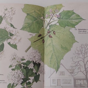 Libro danese d'epoca / Cespugli e alberi 2 / Bellissime illustrazioni dettagliate / Scrapbooking / Disegni floreali / Giardino scandinavo / 1972 /