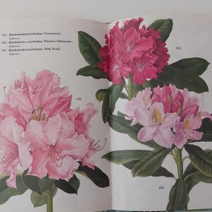 Libro danese d'epoca / Cespugli e alberi 1 / Bellissime illustrazioni dettagliate / Scrapbooking / Disegni floreali / Giardino scandinavo / 1972 /