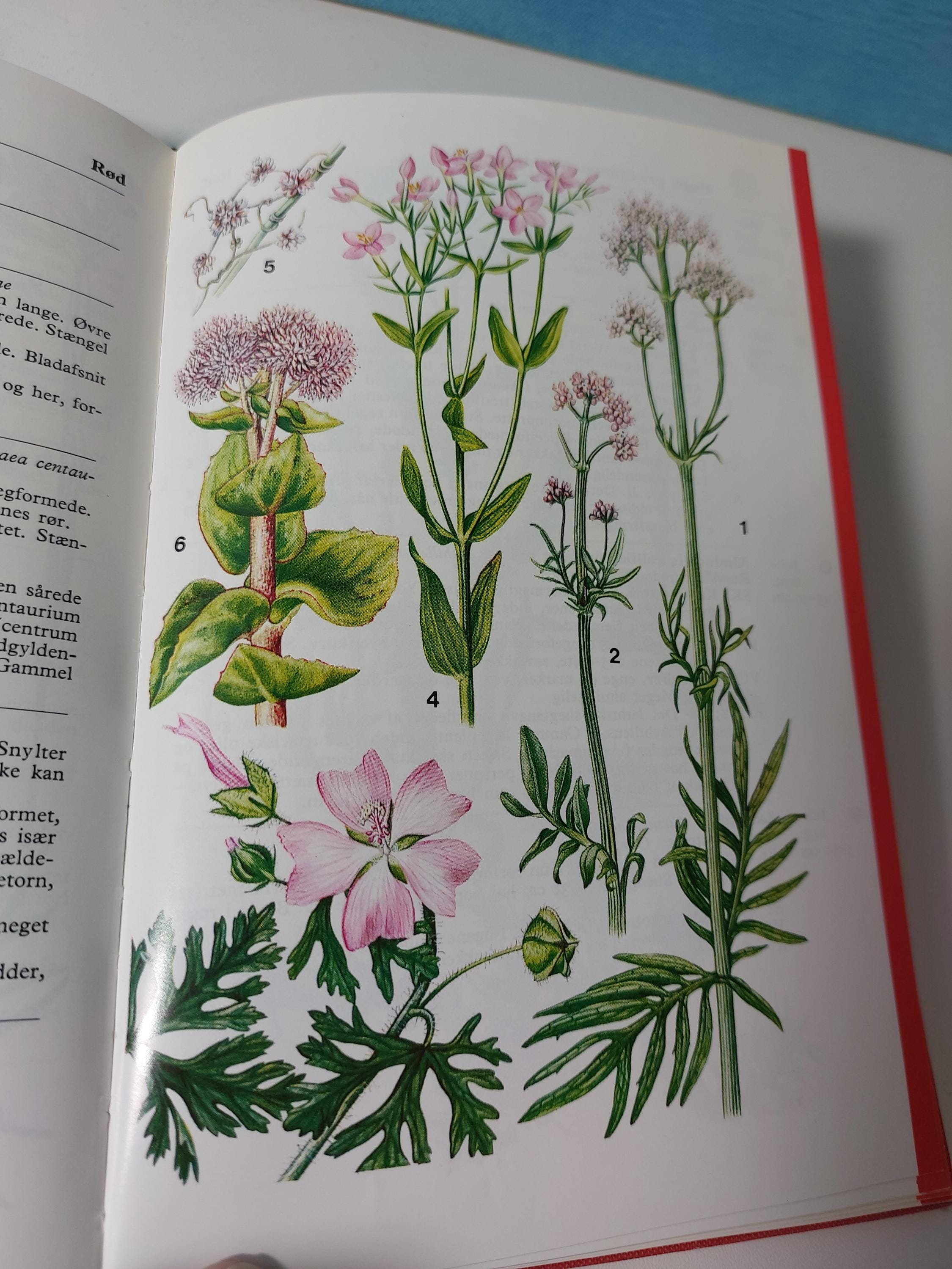Vintage Danish Floral Book | 1974 'farve - Flora' Illustrations