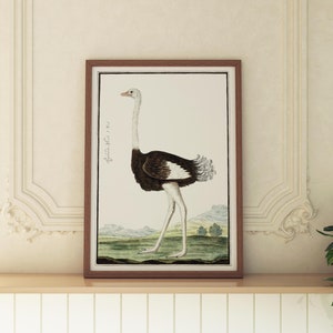 AVESTRUZ / Arte antiguo, Arte de aves exóticas, Póster de aves exóticas, Impresión de aves, Arte de aves, Ilustración de aves, Obra de arte de avestruz, Arte de avestruz