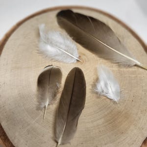 May include: Five feathers of varying sizes and shades of brown and white are arranged on a round, light-colored wooden surface. The feathers have soft textures and delicate details, creating a natural and organic aesthetic.