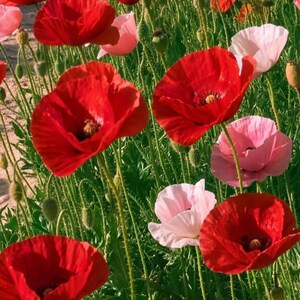 Close-up of the printed design on the shower curtain: open red and pale pink poppies with green buds and fuzzy stems beside a sandy path.